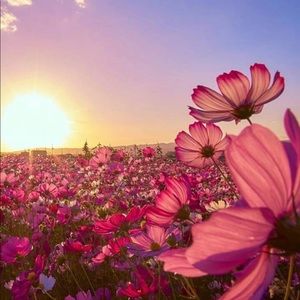 Meet your Posher, Annabella